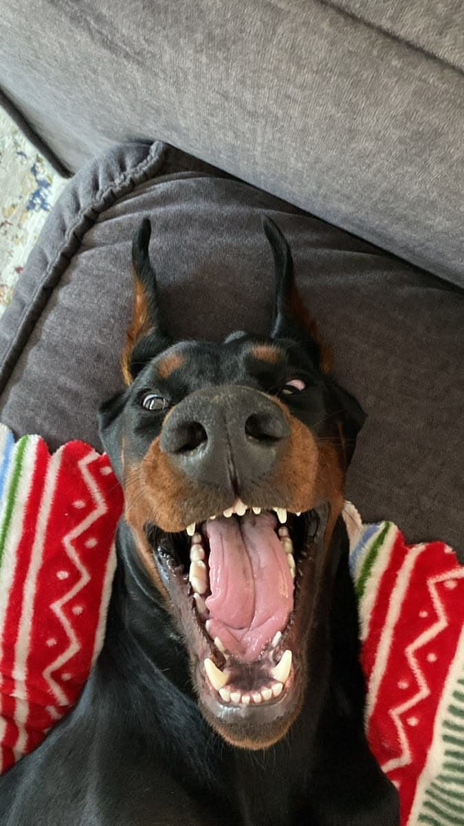 Cover art for DOBERMAN 2