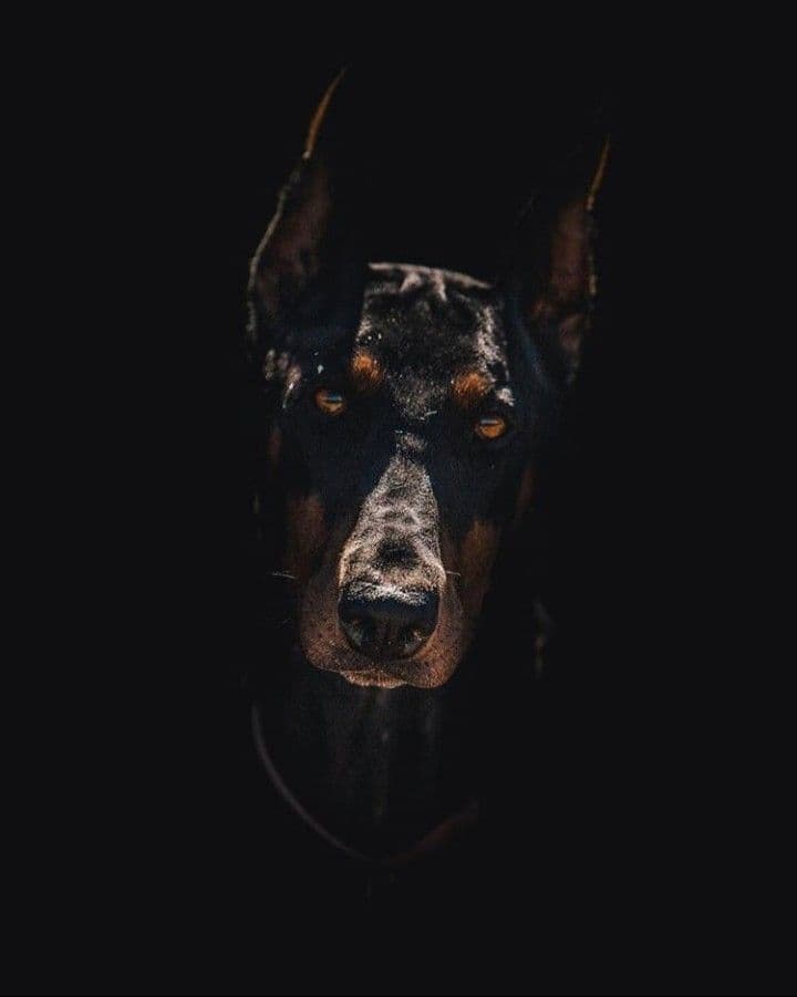 Cover art for DOBERMAN